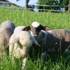 Agrofarma je popredným exportérom živých jahniat na Slovensku. Agrofarma je popredným exportérom živých jahniat na Slovensku.